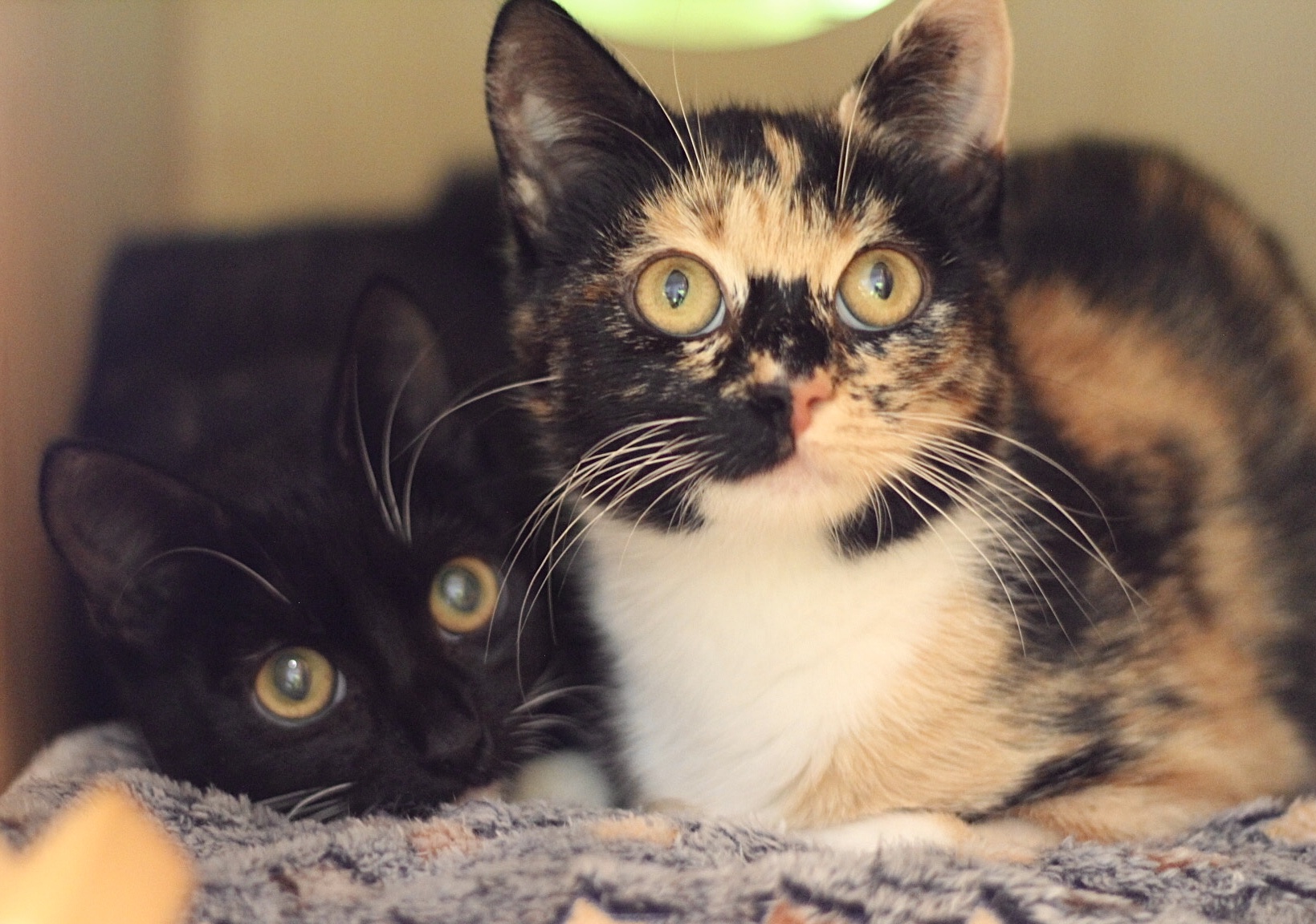 Adopting two kittens shop from the same litter